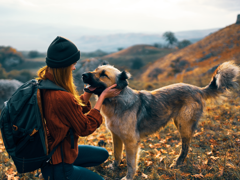 Services that support animal health